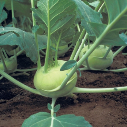 Picture of Kohl Rabi Quickstar F1